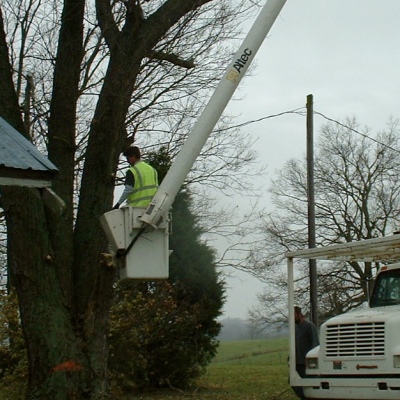 tree cutters