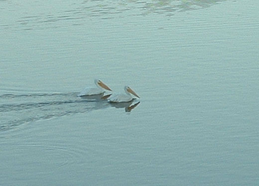 birds on the lake