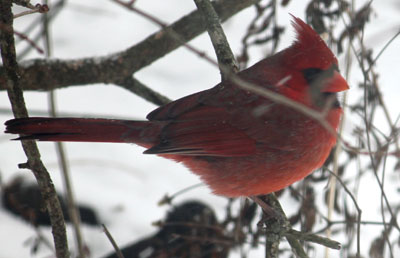 cardinal