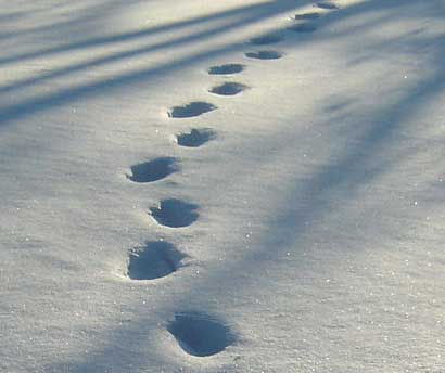 footprints in the snow