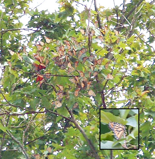 butterflies in the trees