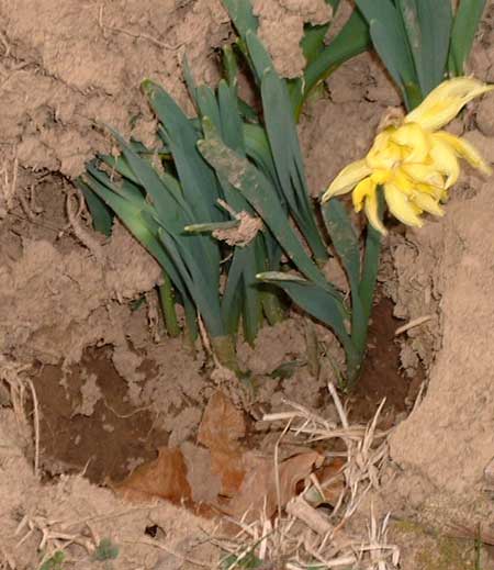 Crocus blooms pop up from the hole where one of our live Christmas trees used to be