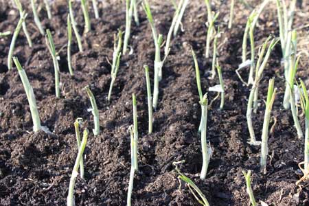 Early onions rising from the ground
