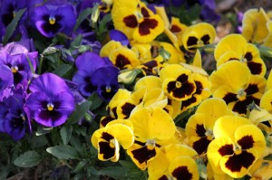 IMG_0550