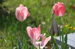 IMG_0582