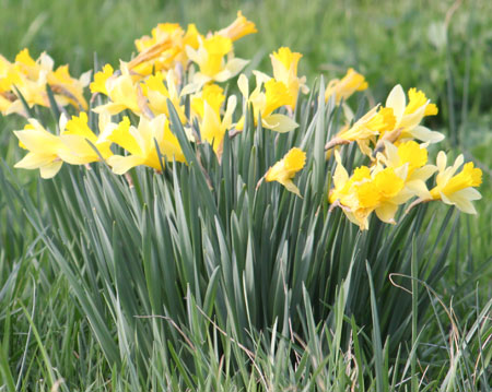 Easter time blooms