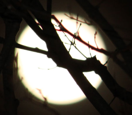 Full moon through tree branches