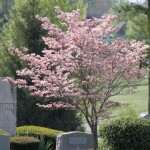 Spring time renews life in the cemetary.