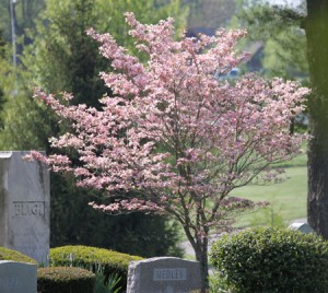 spring-2010