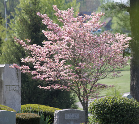 Spring In The Cemetery