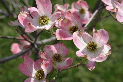 Richard's dogwood showing off.